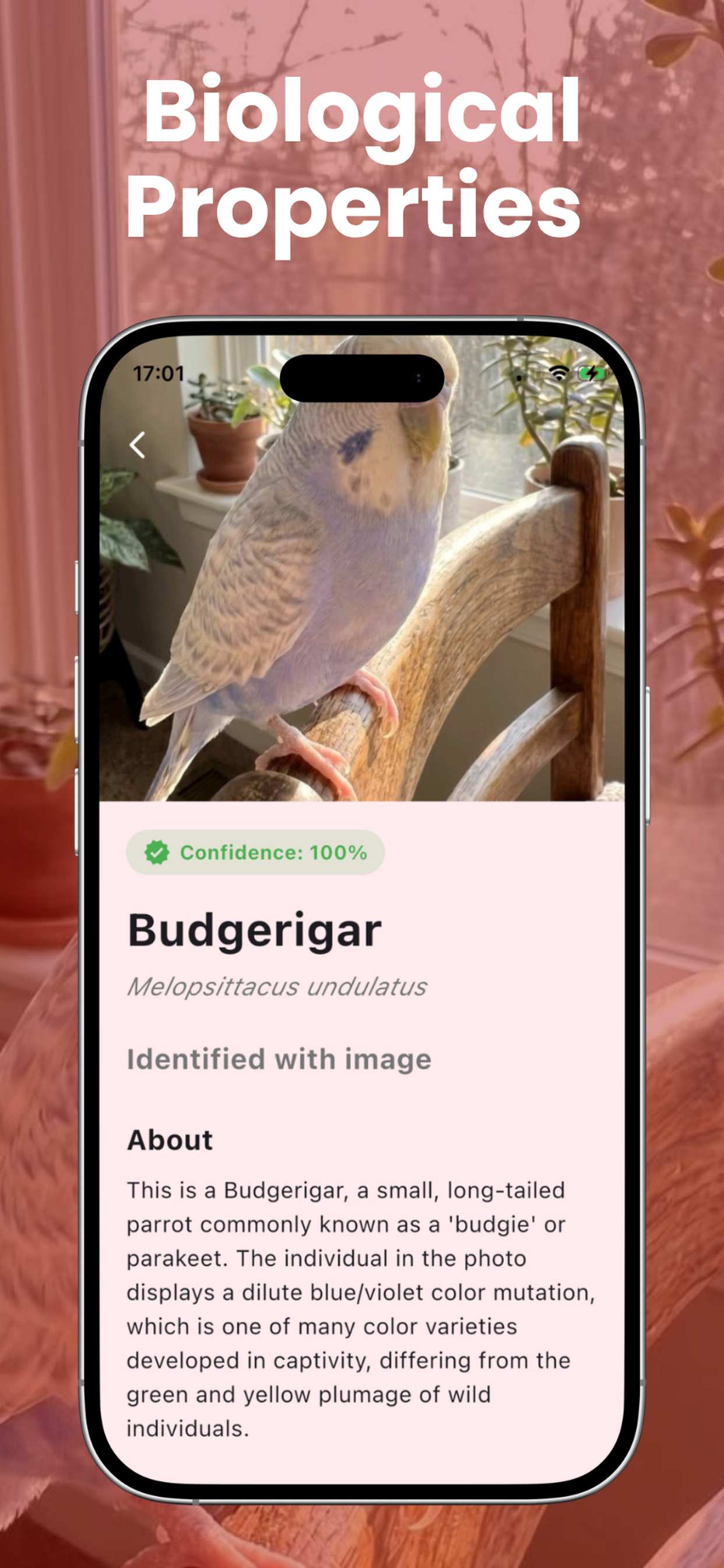 Bird Identifier: Call ID