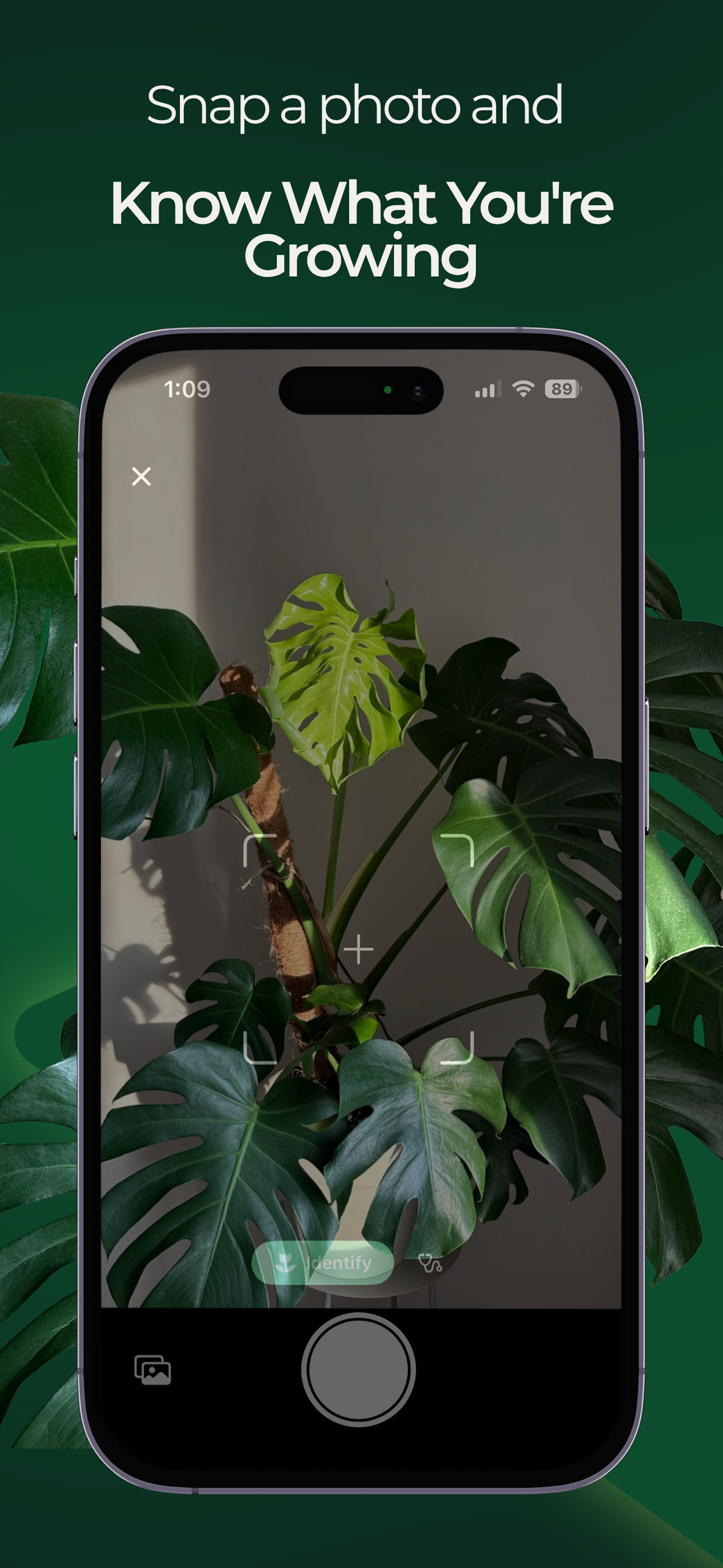 Moss - Plant Care