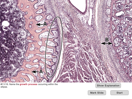 Histo! iPad screenshot 6 - Medical app