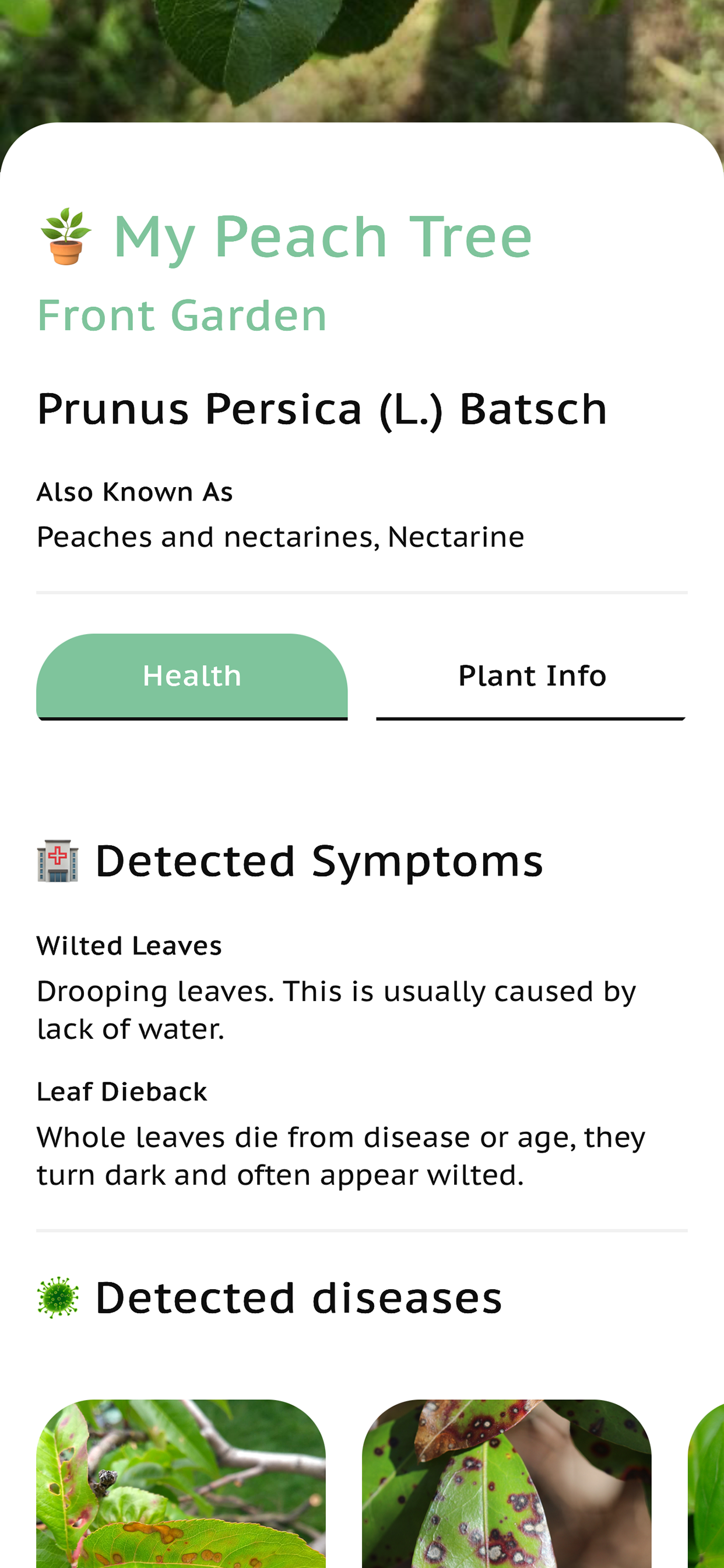 Diagnose Plant Problems Doctor