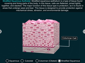 Epithelial Tissues-EduTech Era iPad screenshot