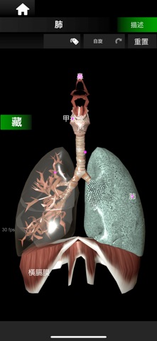ORGANS 3D (ANATOMY) screenshot