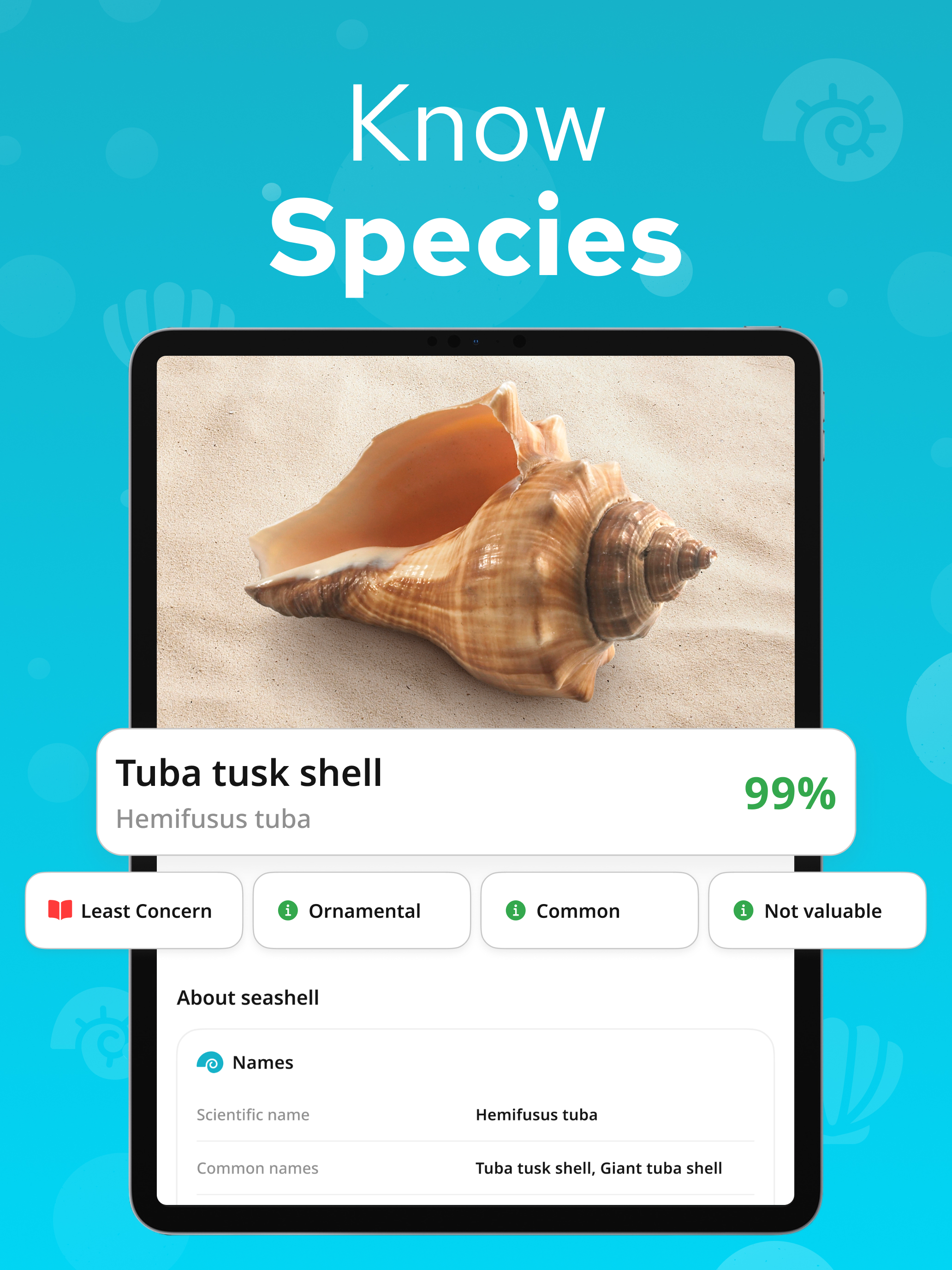Seashell Identifier – Shellium