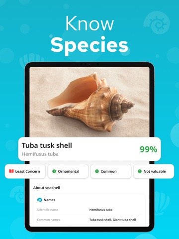 Seashell Identifier – Shellium iPad screenshot