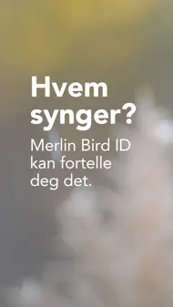 Merlin Bird ID By Cornell Lab iphone bilder 1