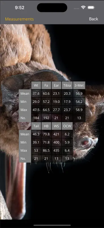Field Guide to Australian Bats screenshot 8 of 10