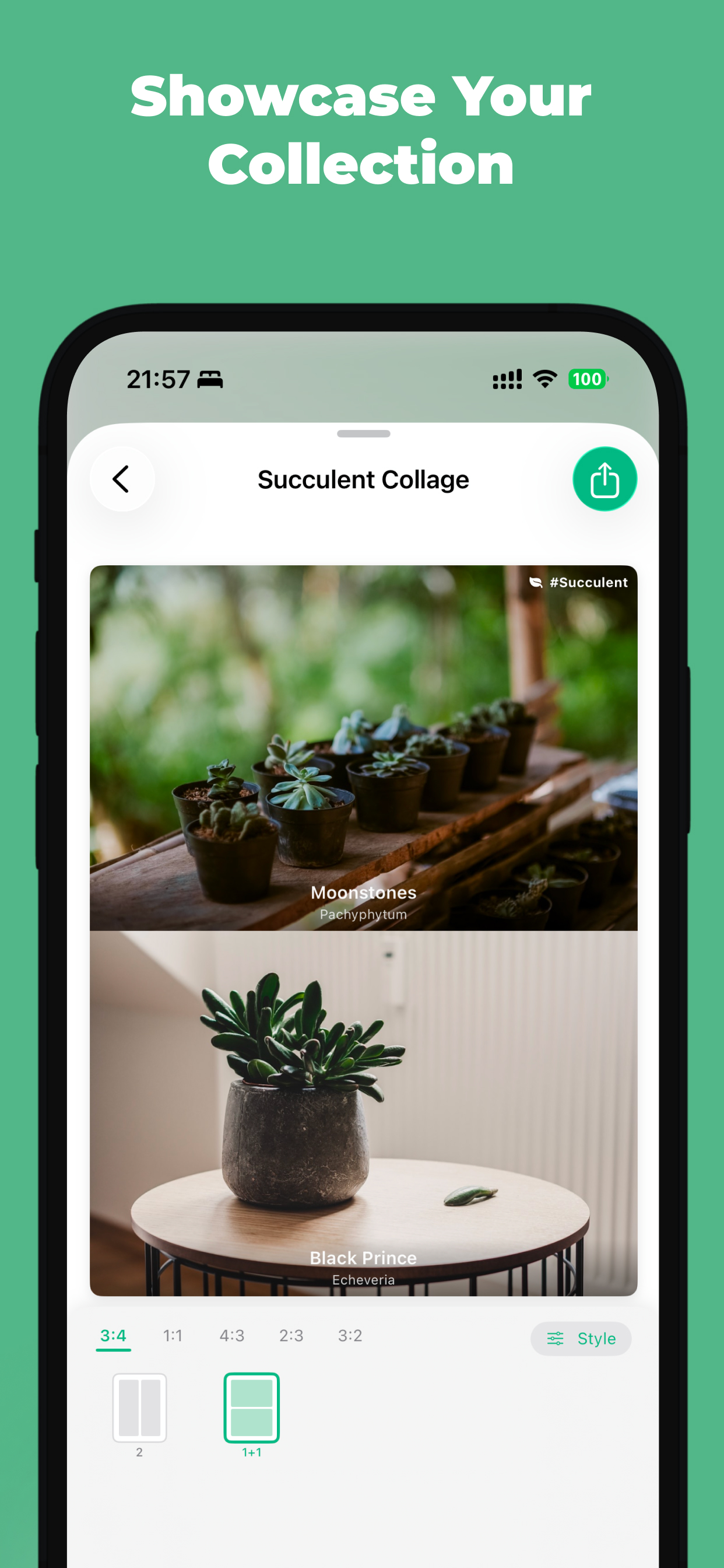 Succulent: Cactus Care Journal