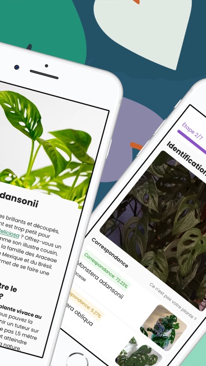 Monstera - Plant guide