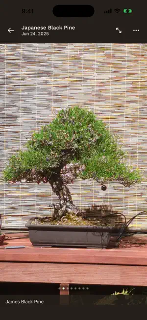 Yoi Bonsai screenshot 4