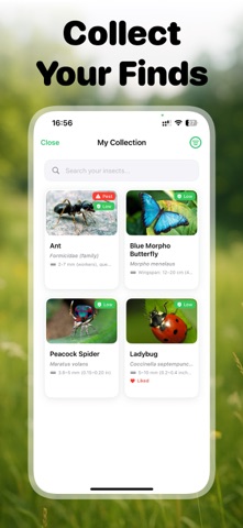 Picture Insect: Bug ID Screenshot 2 of 10