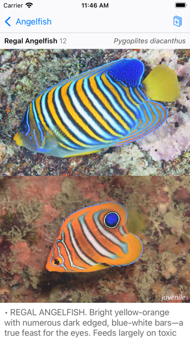 Philippines Fish ID Screenshot