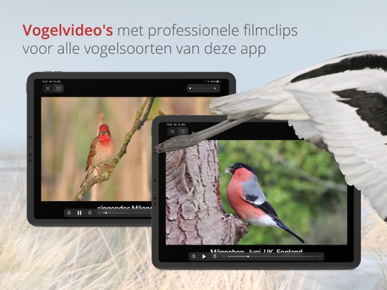 Vogels van Nederland en België iPad app afbeelding 6