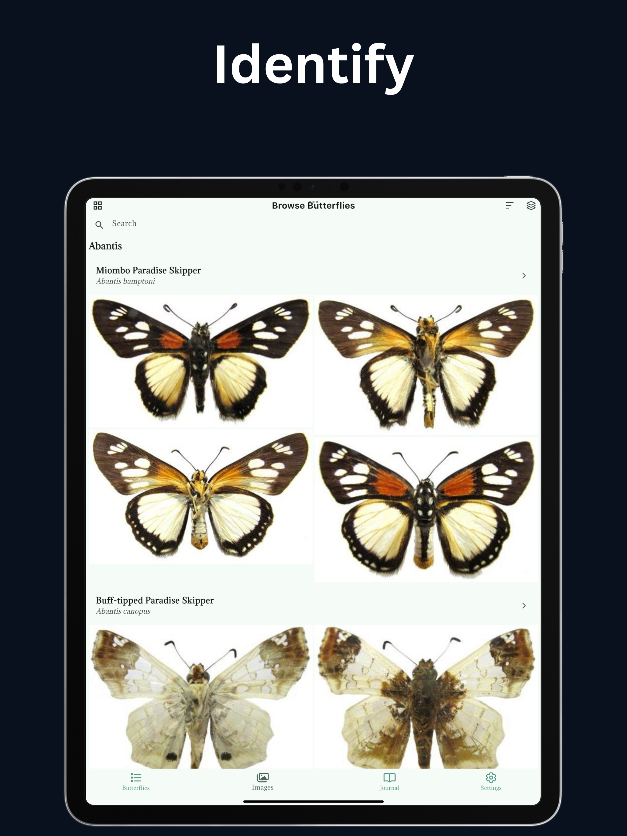 Butterflies of Zimbabwe