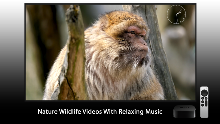 Screenshot #2 pour Exotic Animals 4K Relax TV