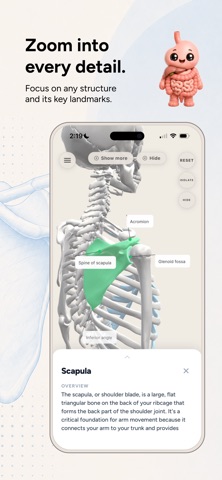 Anato - Learn Anatomy Fast Screenshot 4 of 8