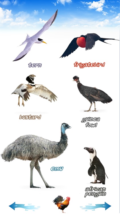 Amazing Bird Sounds screenshot-3