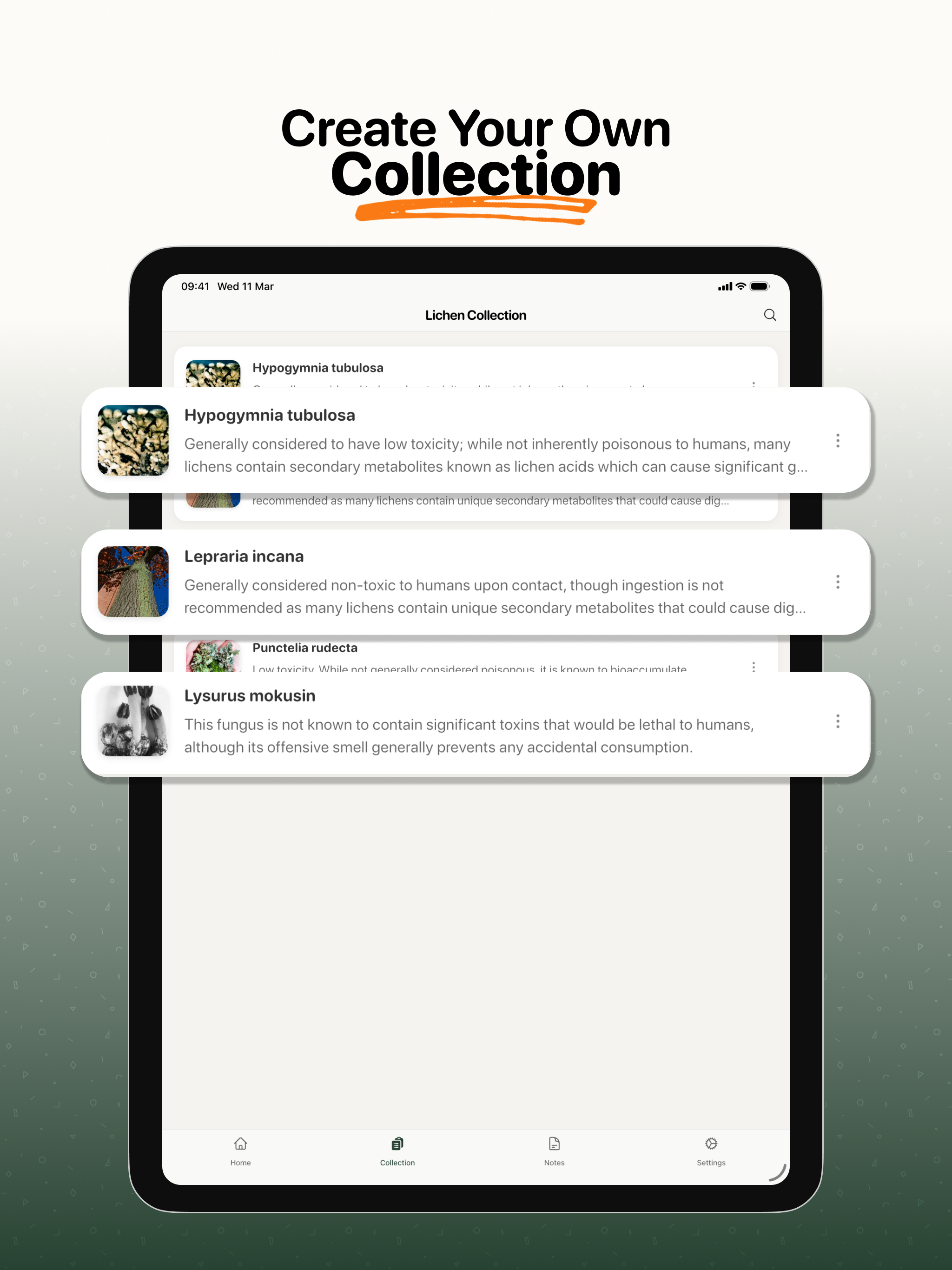 Lichen Identifier: AI Scanner