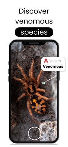 Spider Identifier - AI Scan screenshot