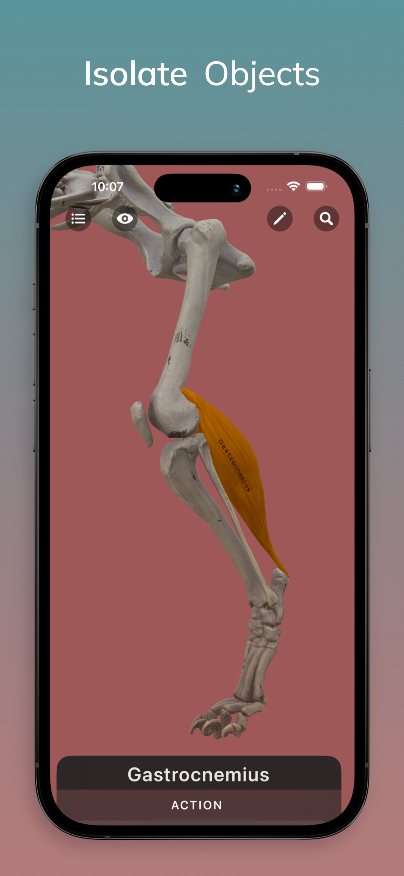 Lion Anatomy for Artists screenshot 4