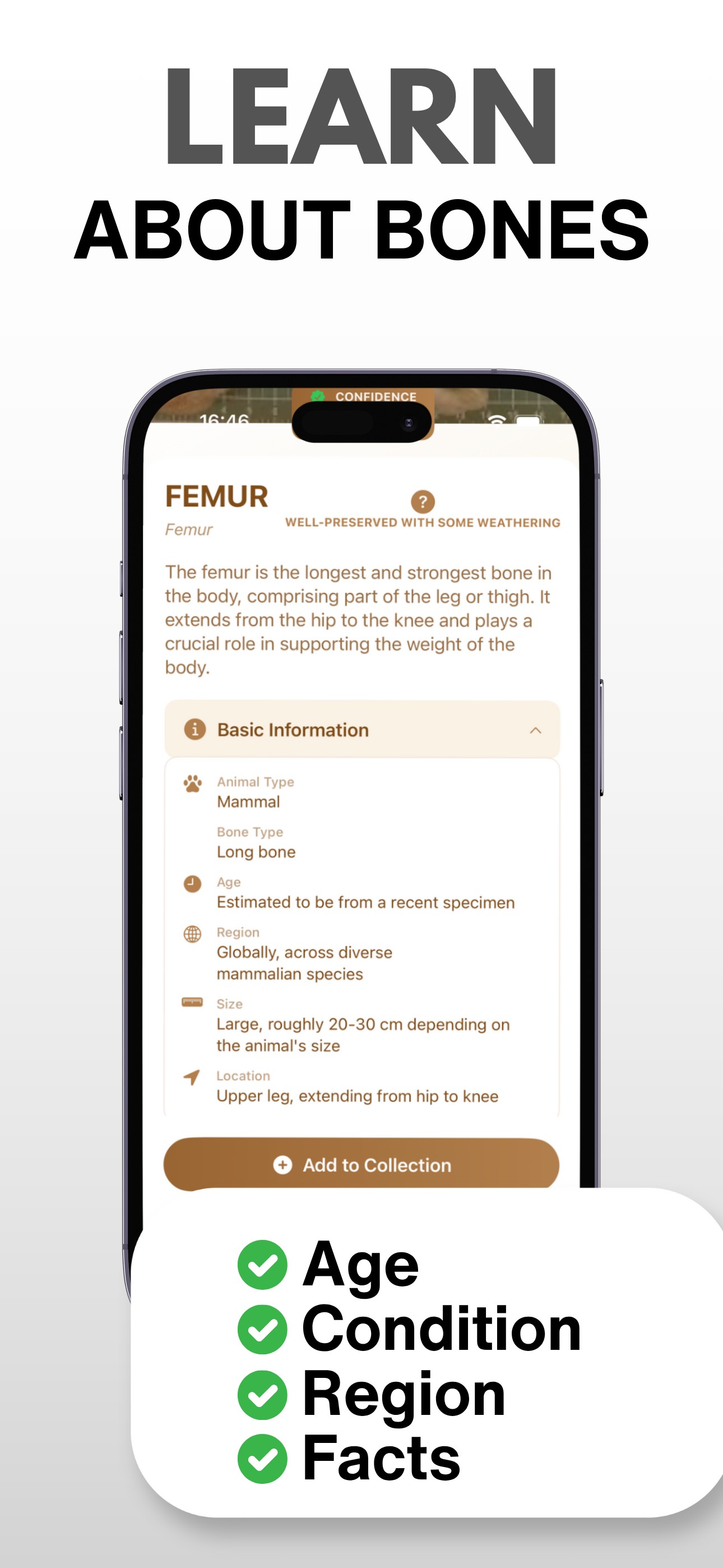 Bone Identifier: AI Scanner
