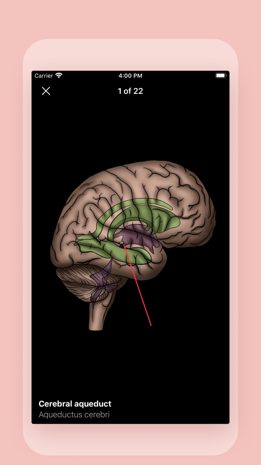 #9. Easy Anatomy 3D (iOS) Göre: EASY ANATOMY - FZCO