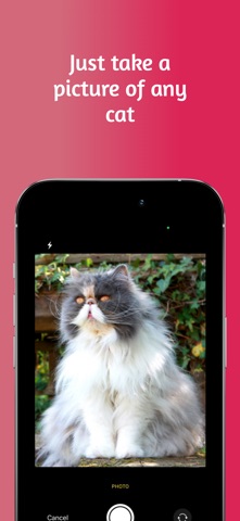 CatScanner - Breed Identifier Screenshot 1 of 3