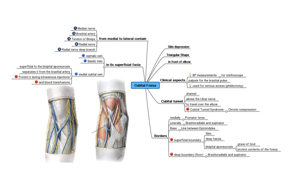 #3. Mind Map Professional (macOS) Bởi: 柱荣 李