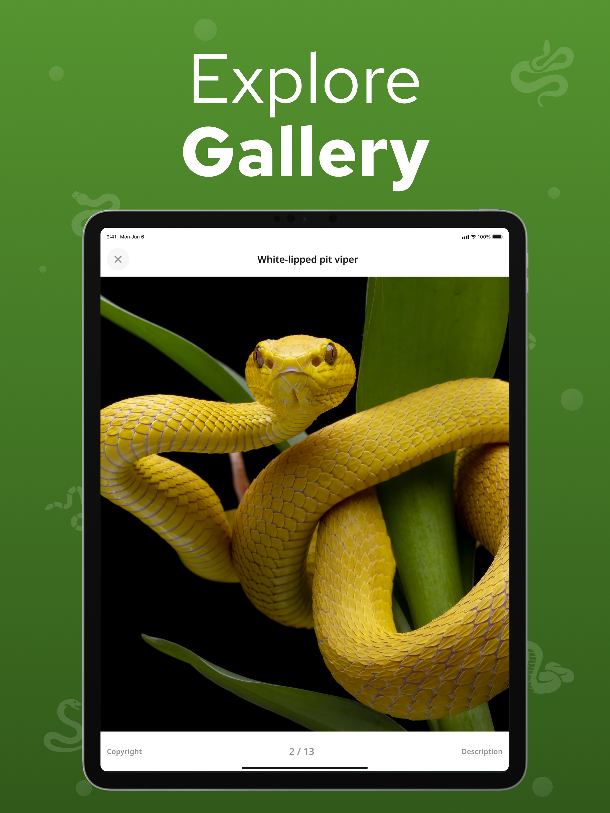 Snake Identifier – Snakium screenshot 12