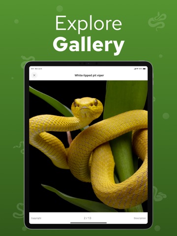 Snake Identifier – Snakium iPad screenshot