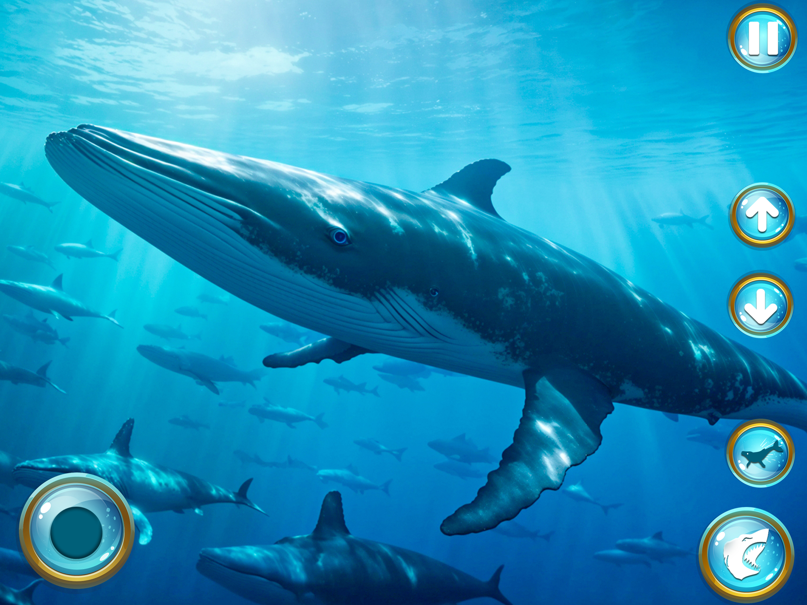 Whale Life Saga