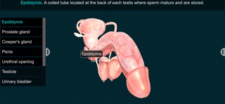 Male Repro Sys - EduTech Era screenshot