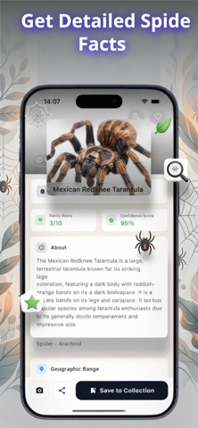 Spider Identifier | Bug Finder iPhone screenshot