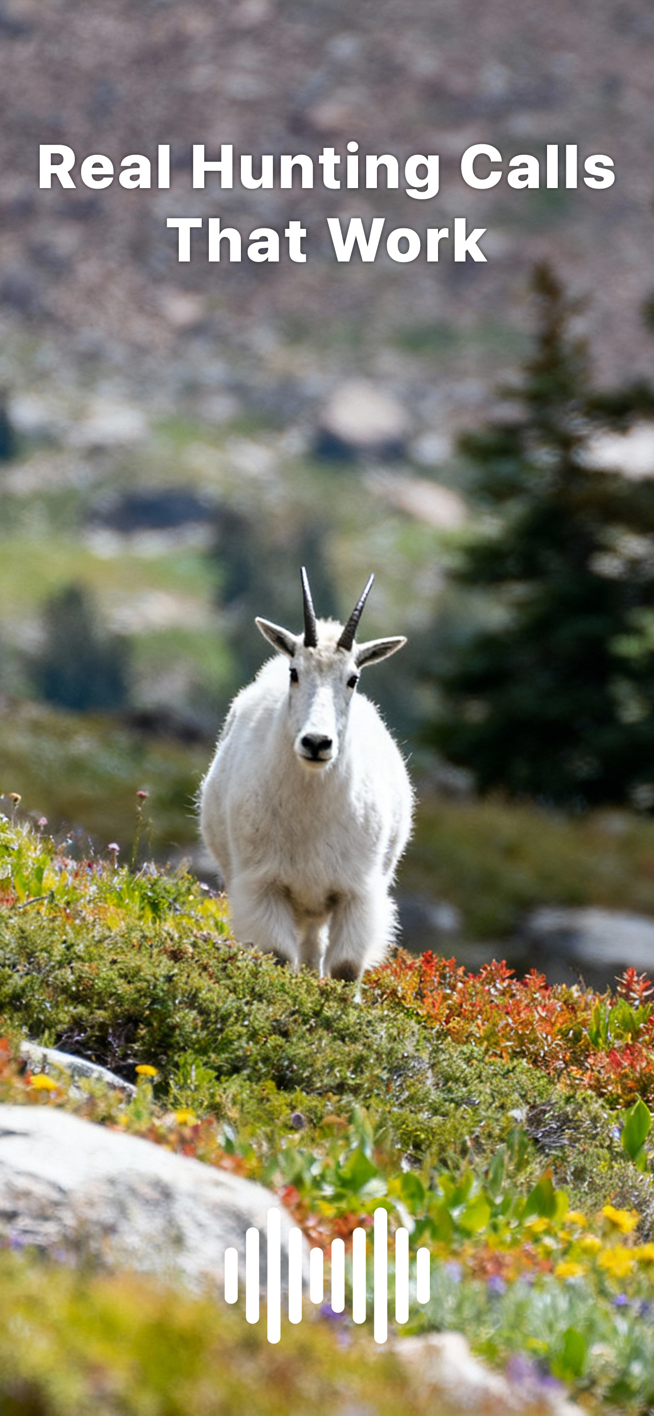 Hunting Calls: Goat