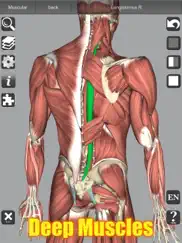 3d anatomy learning ipad capturas de pantalla 3