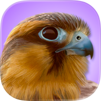 iBird Pro Guide to Birds