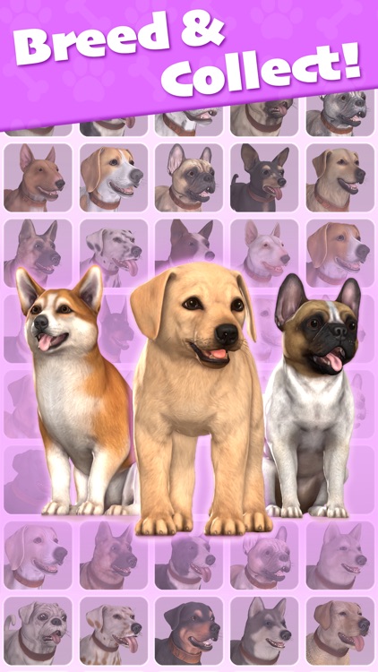 Pocket Paws: My lovely dogs