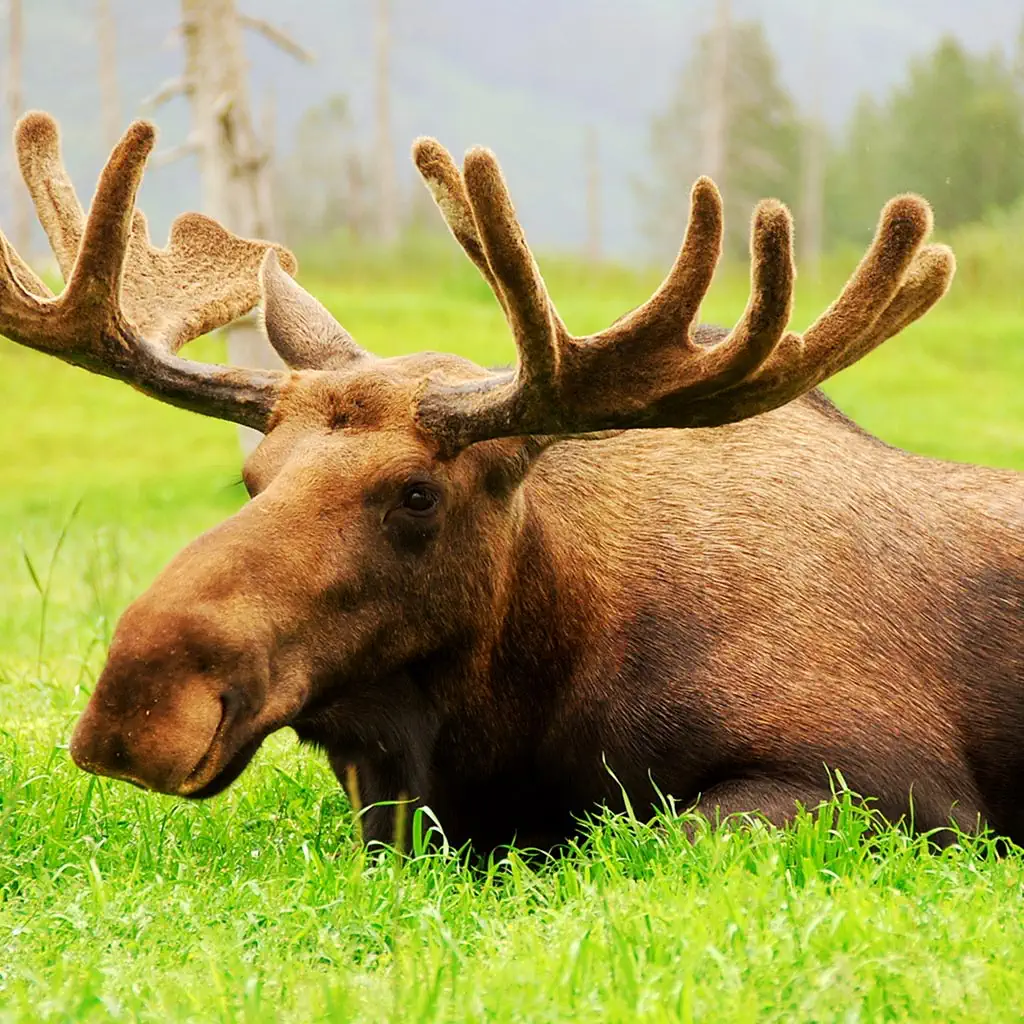 #8. Magic Jigsaw Puzzles－Games HD (iOS) Oleh: ZiMAD