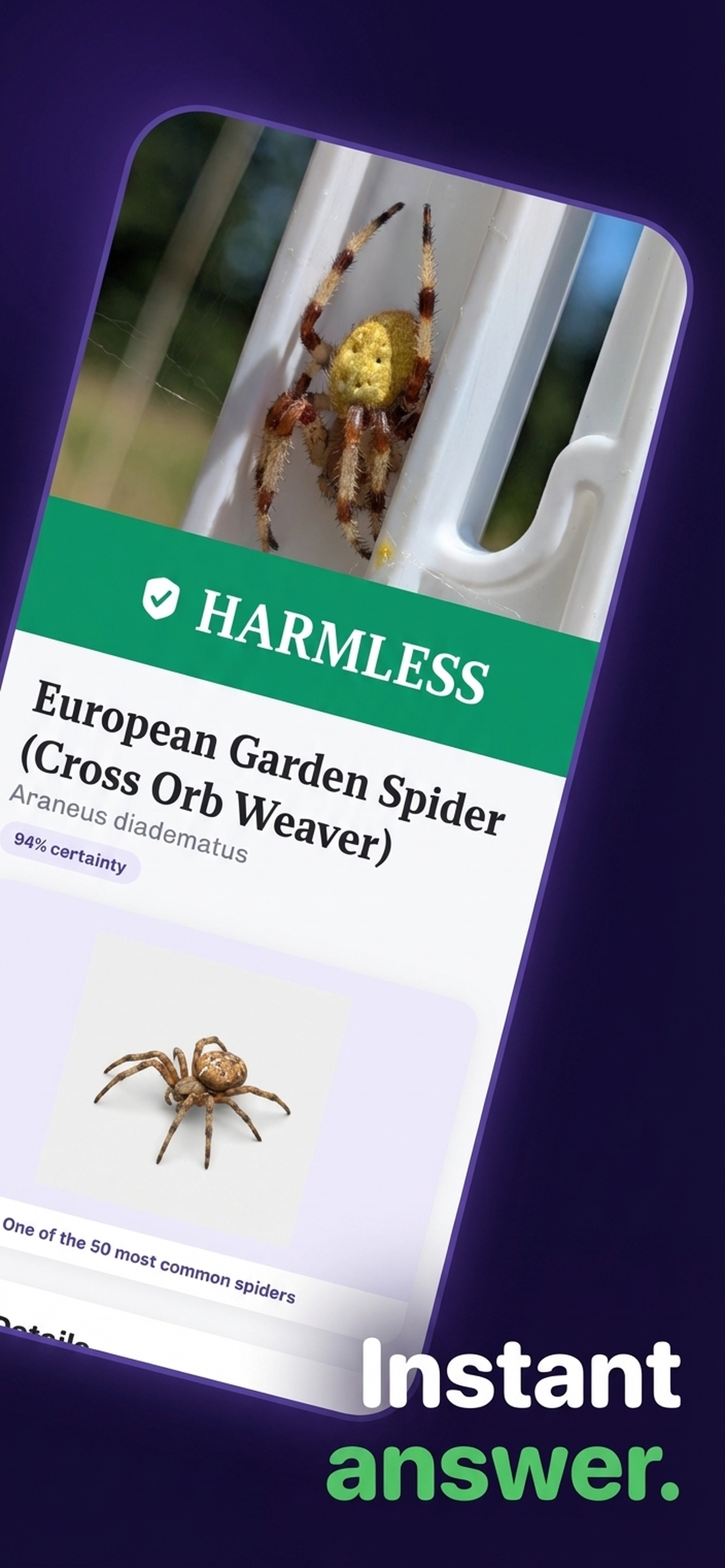 Spider Identifier: Spider Scan