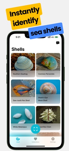 Sea Shell Identifier: Ocelexia screenshot
