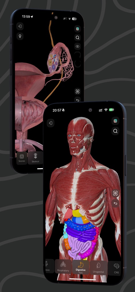 Easy Anatomy 3D - Visualize various bodily systems, from the intricate female reproductive organs to the highlighted digestive tract, with precise interactive models.