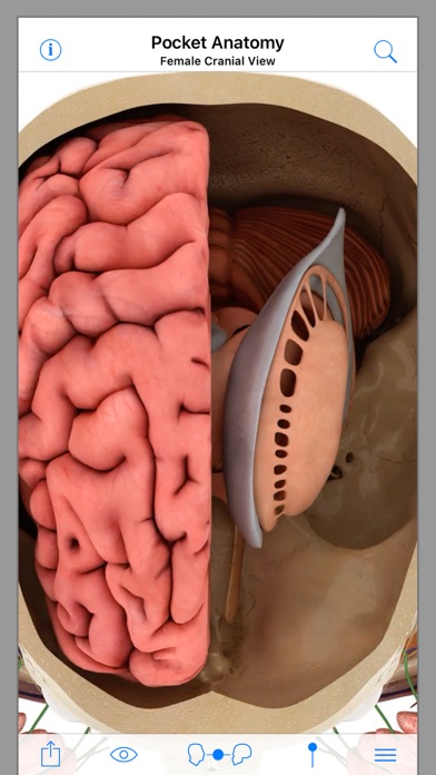 Pocket Anatomy Screenshot
