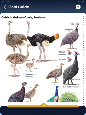 Roberts Birds iPad screenshot 7