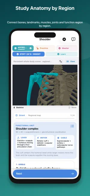 Musculoskeletal Anatomy Tutor screenshot 2