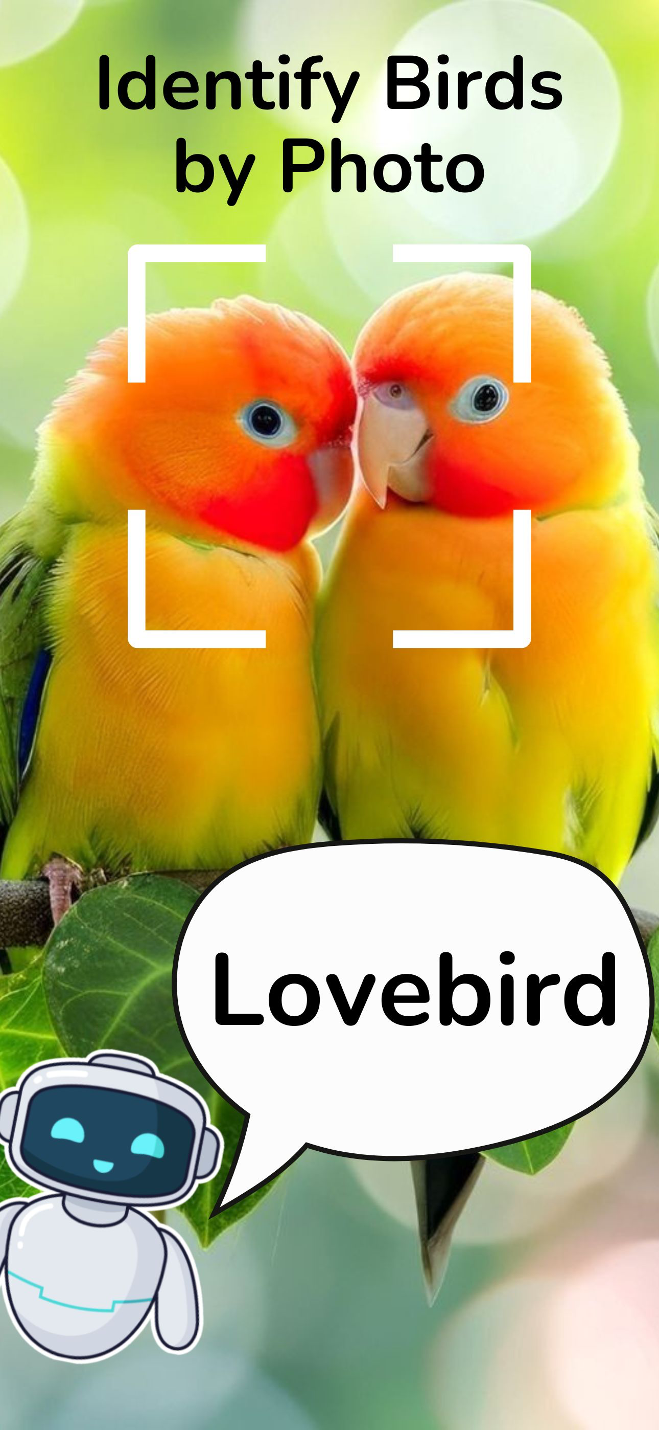 Bird Identifier: Photo AI