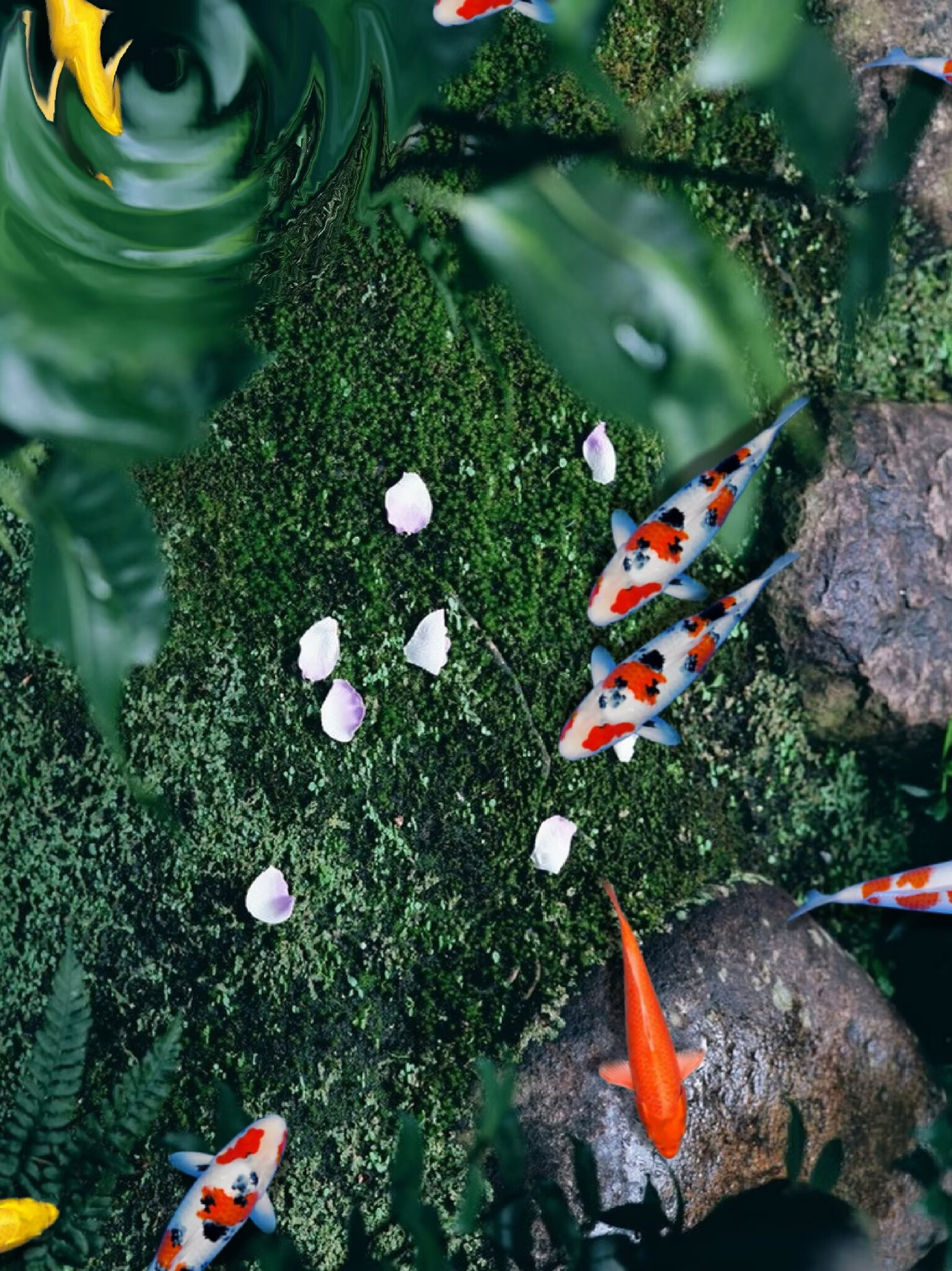 Pond Koi