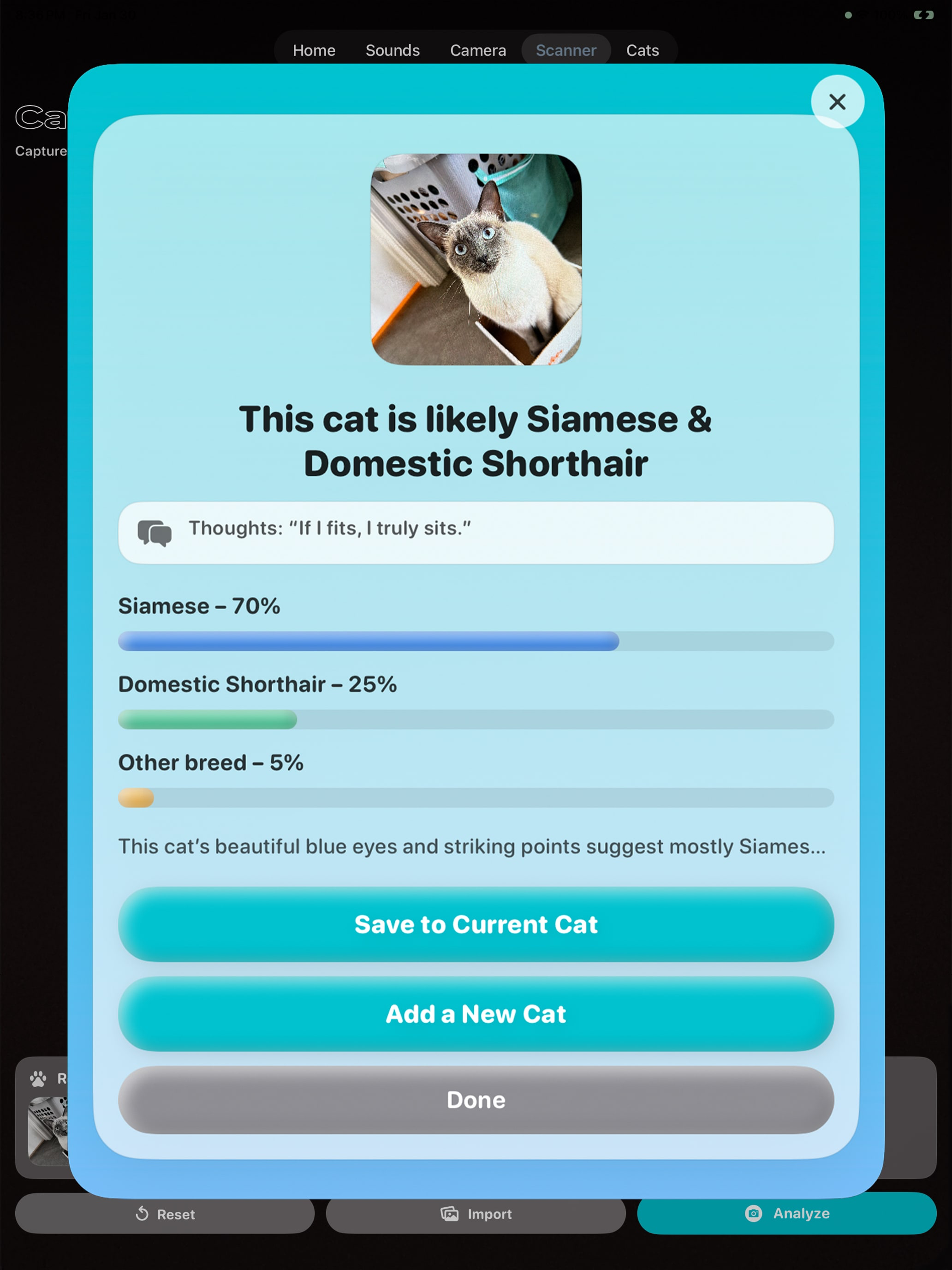 CatChat: Translator & Scanner