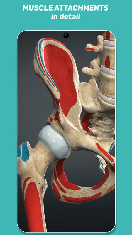 Anatomy Learning - 3D Atlas screenshot 6 of 7