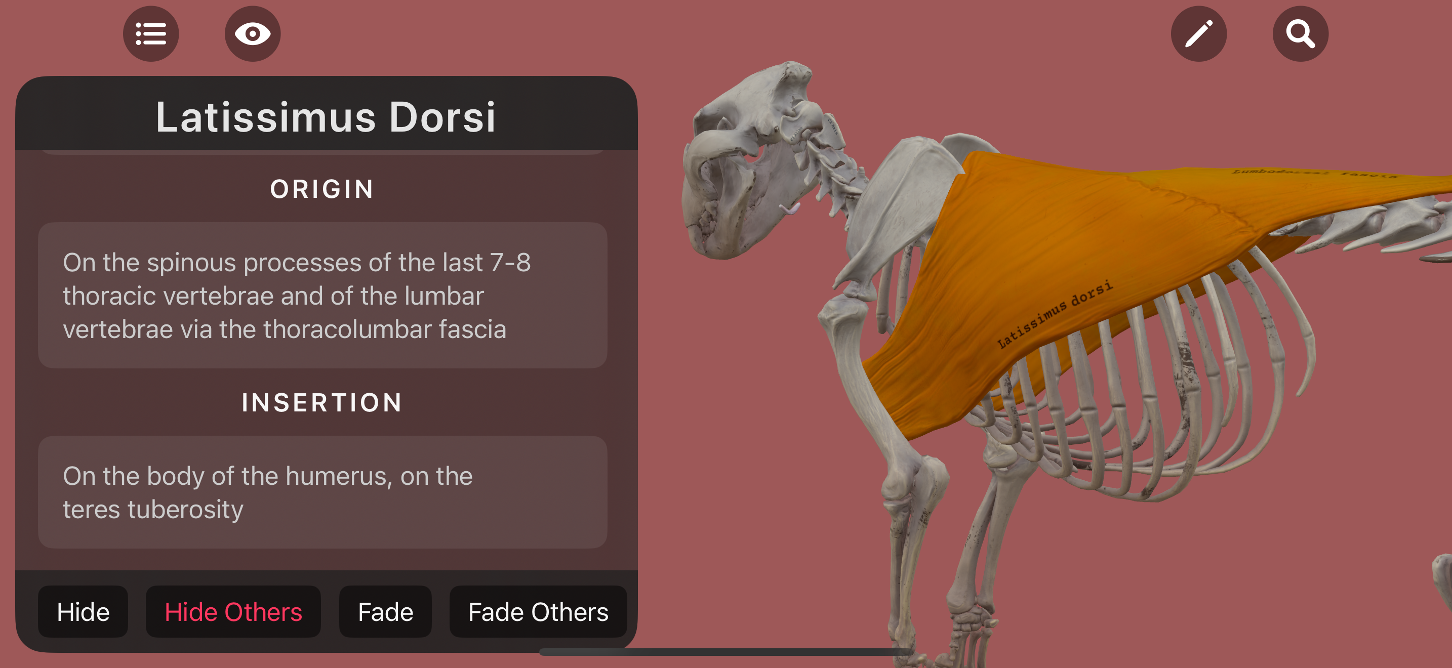 Lion Anatomy for Artists screenshot 6