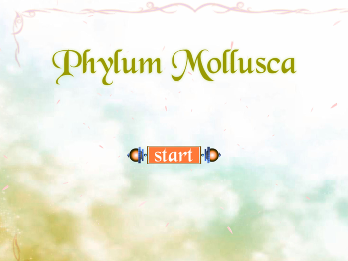 Phylum Mollusca