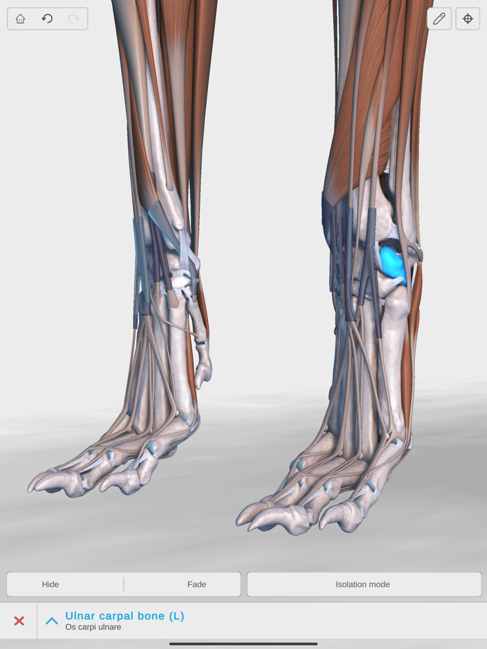 Complete Canine Anatomy 3D